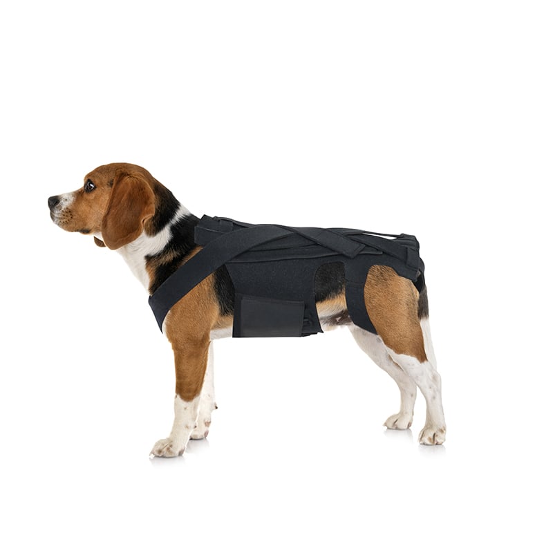 Soporte ortopédico para perros con IVDD, artritis y recuperación